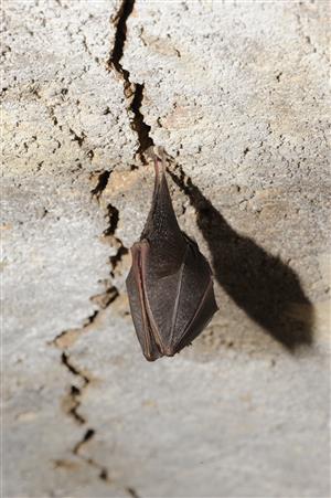 zimujúci jedinec Rhinolophus hipposideros